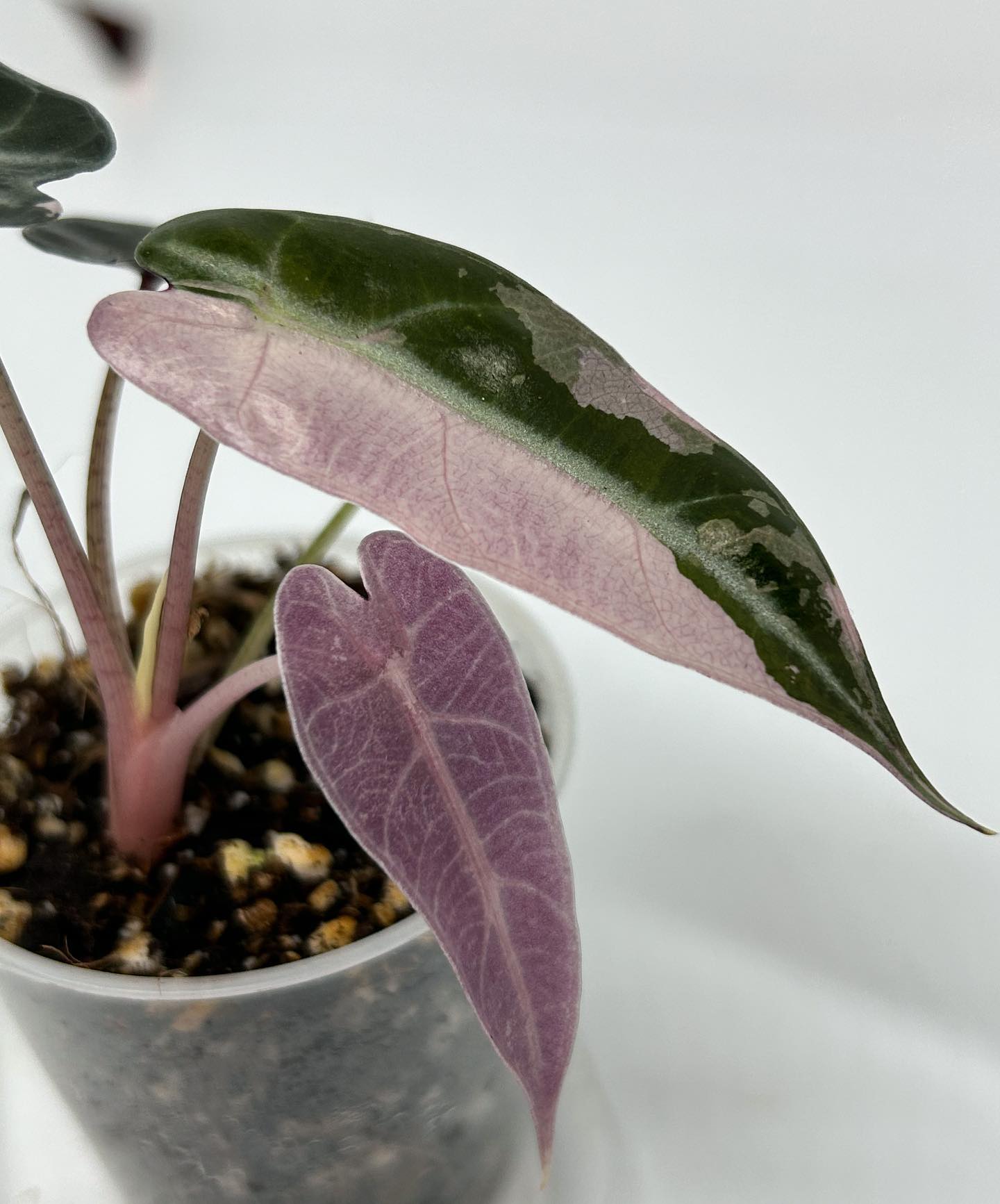 Alocasia Black Velvet Plant Care & How to Grow Plantcarefully