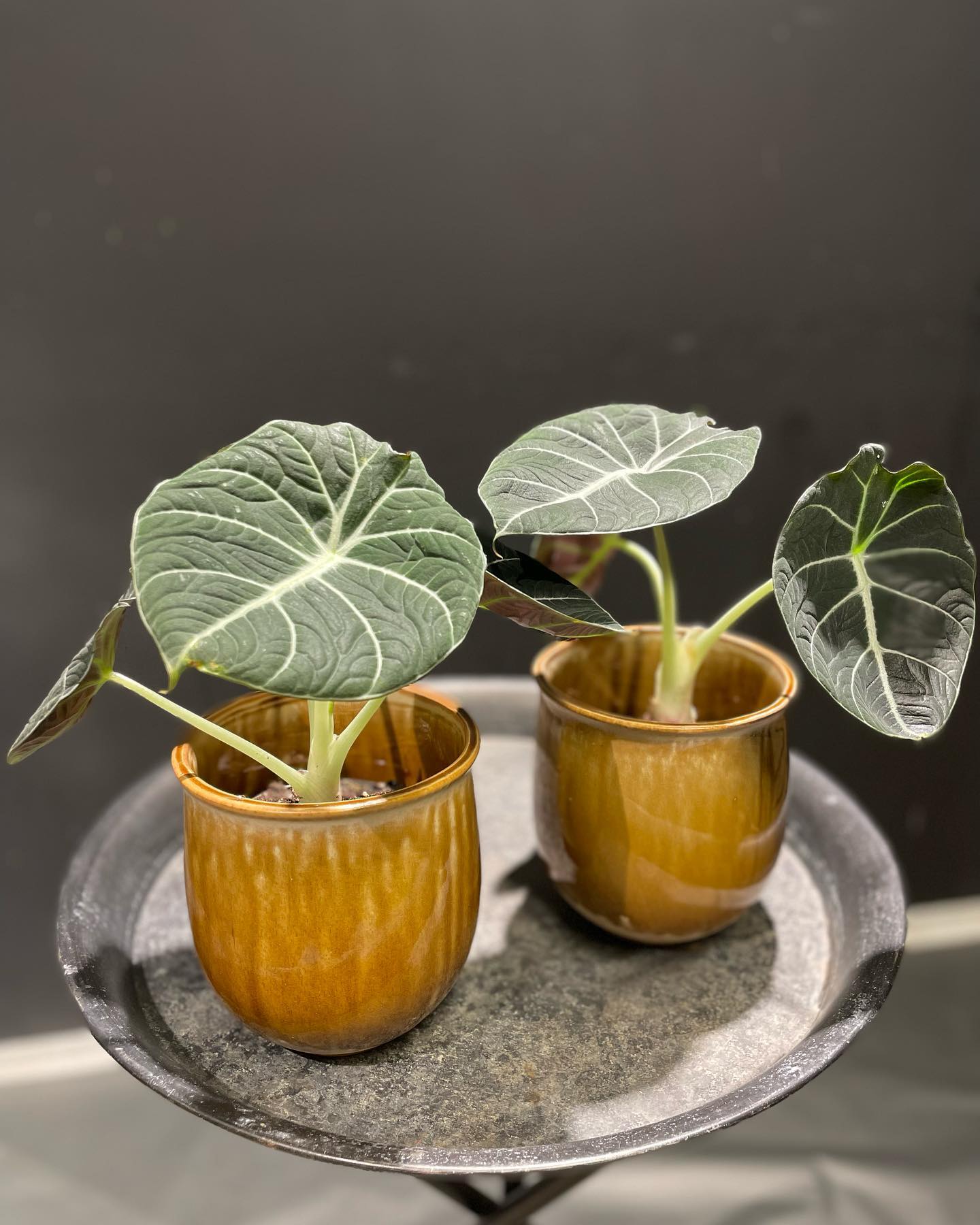 Alocasia Black Velvet Plant Care & How to Grow Plantcarefully