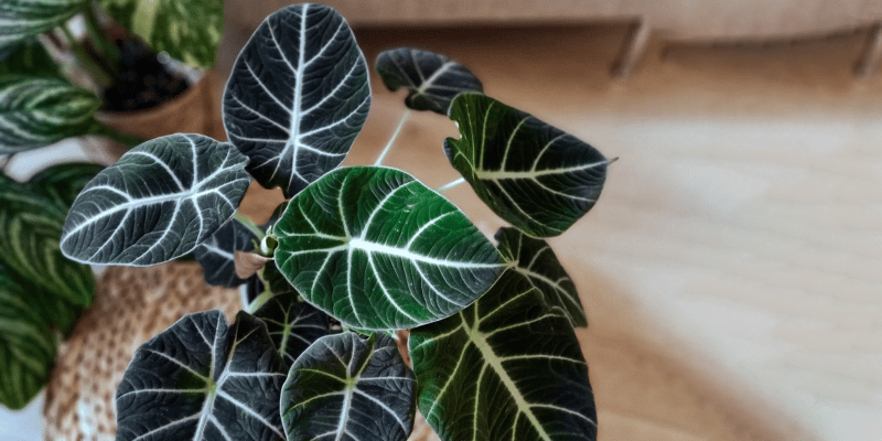 alocasia-black-velvet_featured