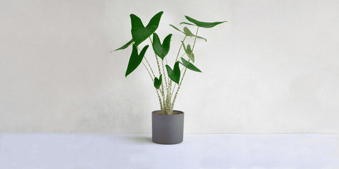 alocasia-featured