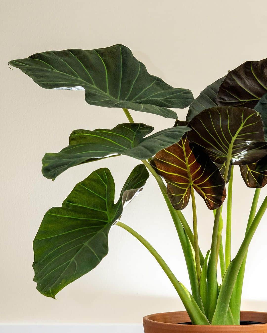 Alocasia Regal Shield Care + Growing Tips Plantcarefully