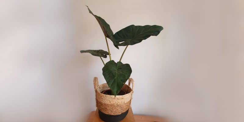 alocasia-wentii-featured