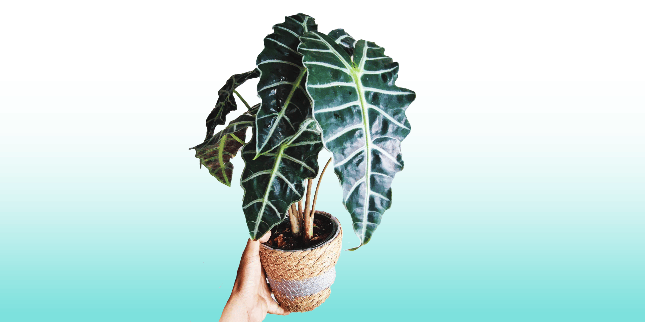 Caring For Alocasia Amazonica + Propagation Tips! | Plantcarefully