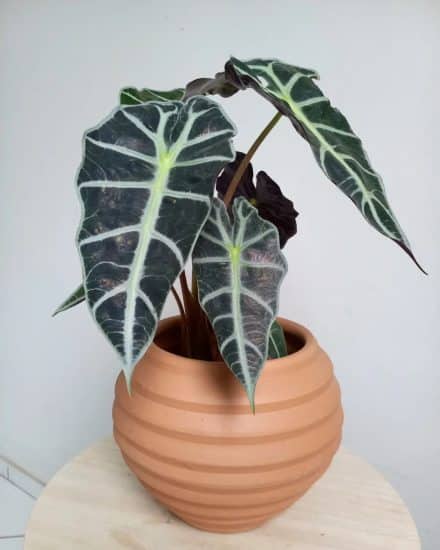 Micro Alocasia ica Polly