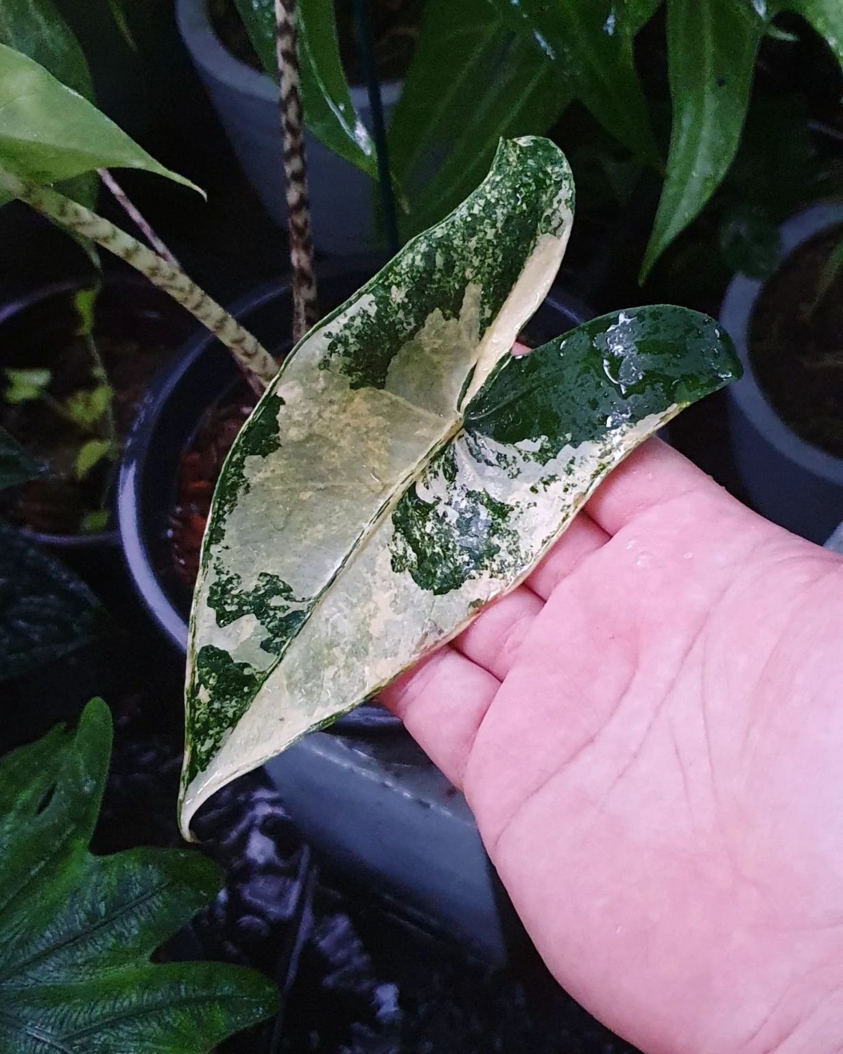 Alocasia Zebrina Plant Care & How to Grow Plantcarefully