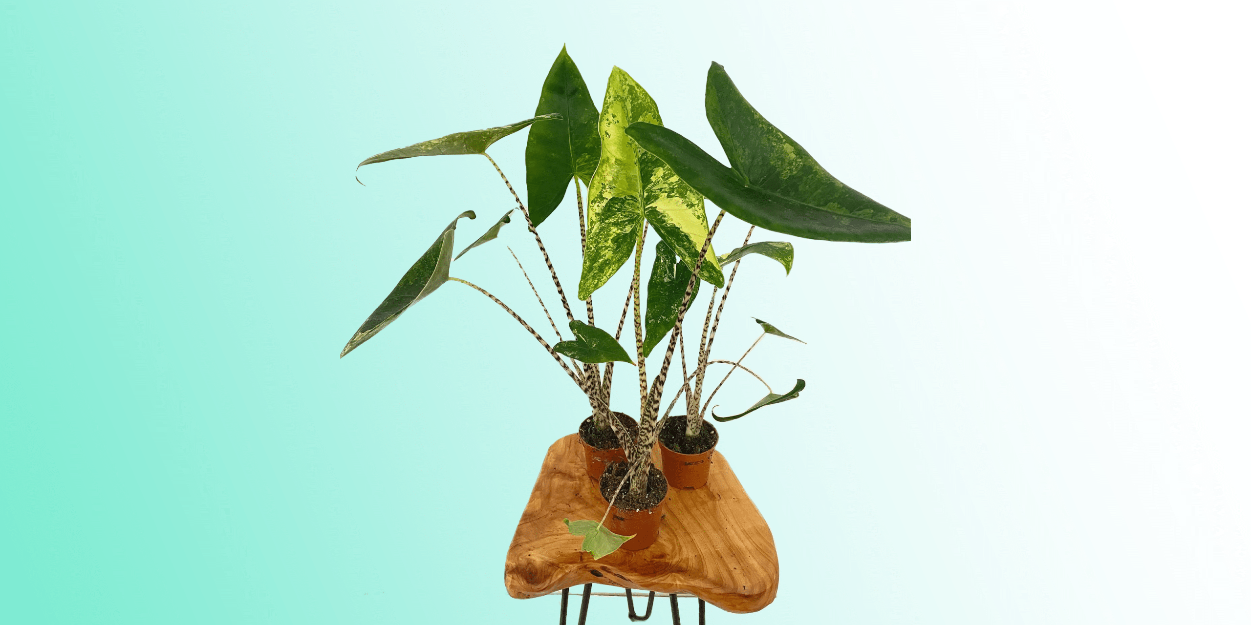 Alocasia Zebrina Plant Care & How to Grow Plantcarefully