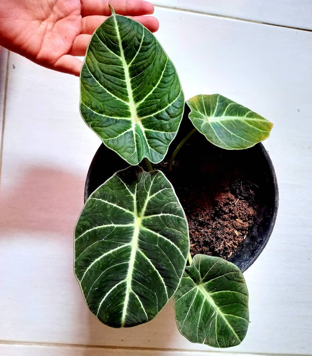 Alocasia Black Velvet Plant Care & How to Grow Plantcarefully