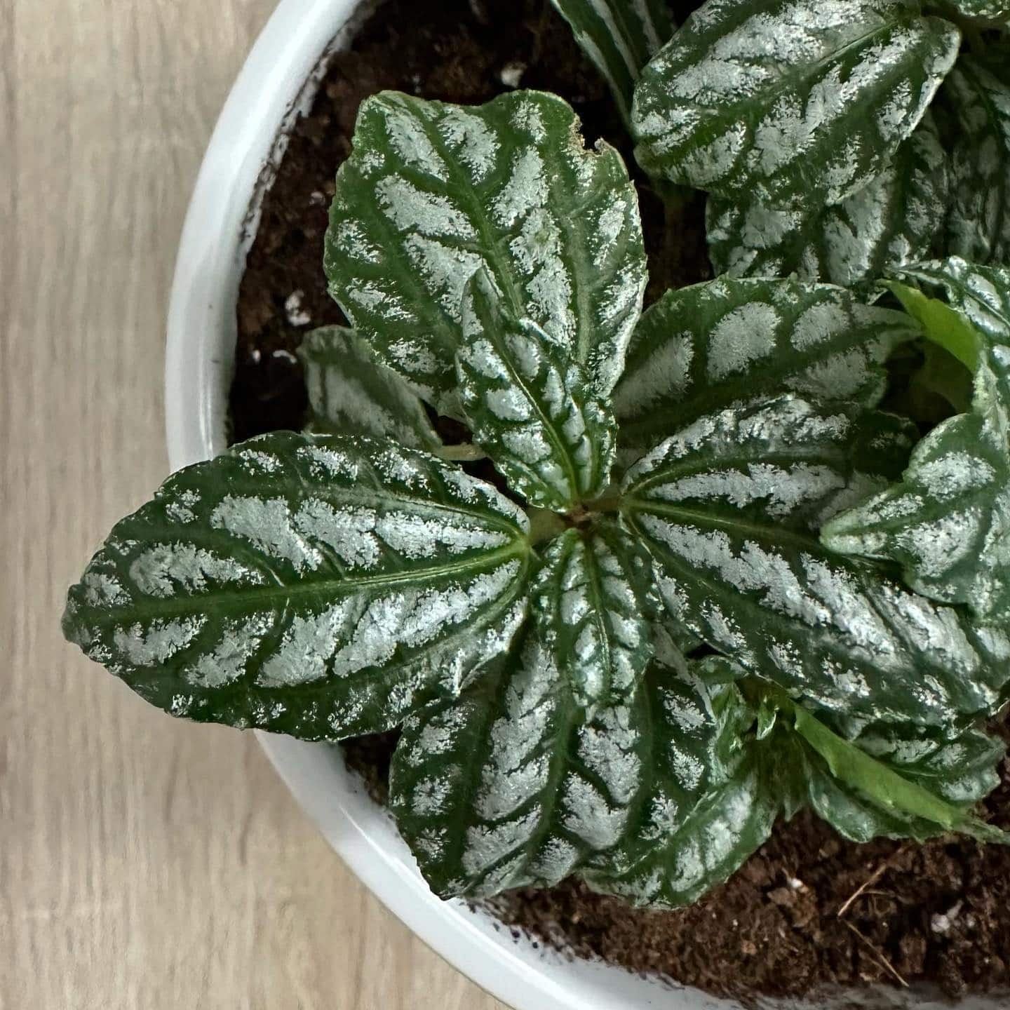 Aluminum Plant Care and Growing Guide Plantcarefully