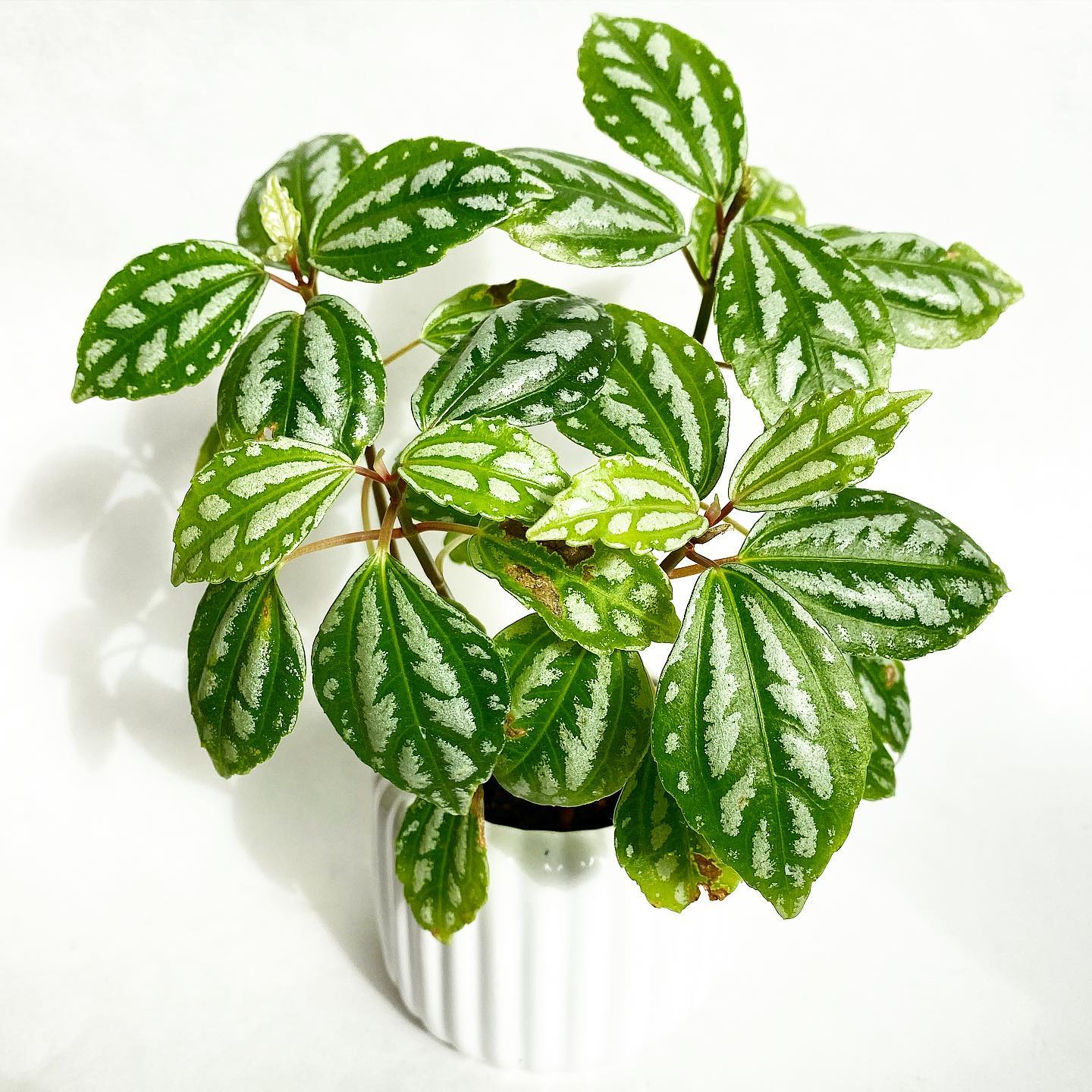 Aluminum Plant Care and Growing Guide Plantcarefully