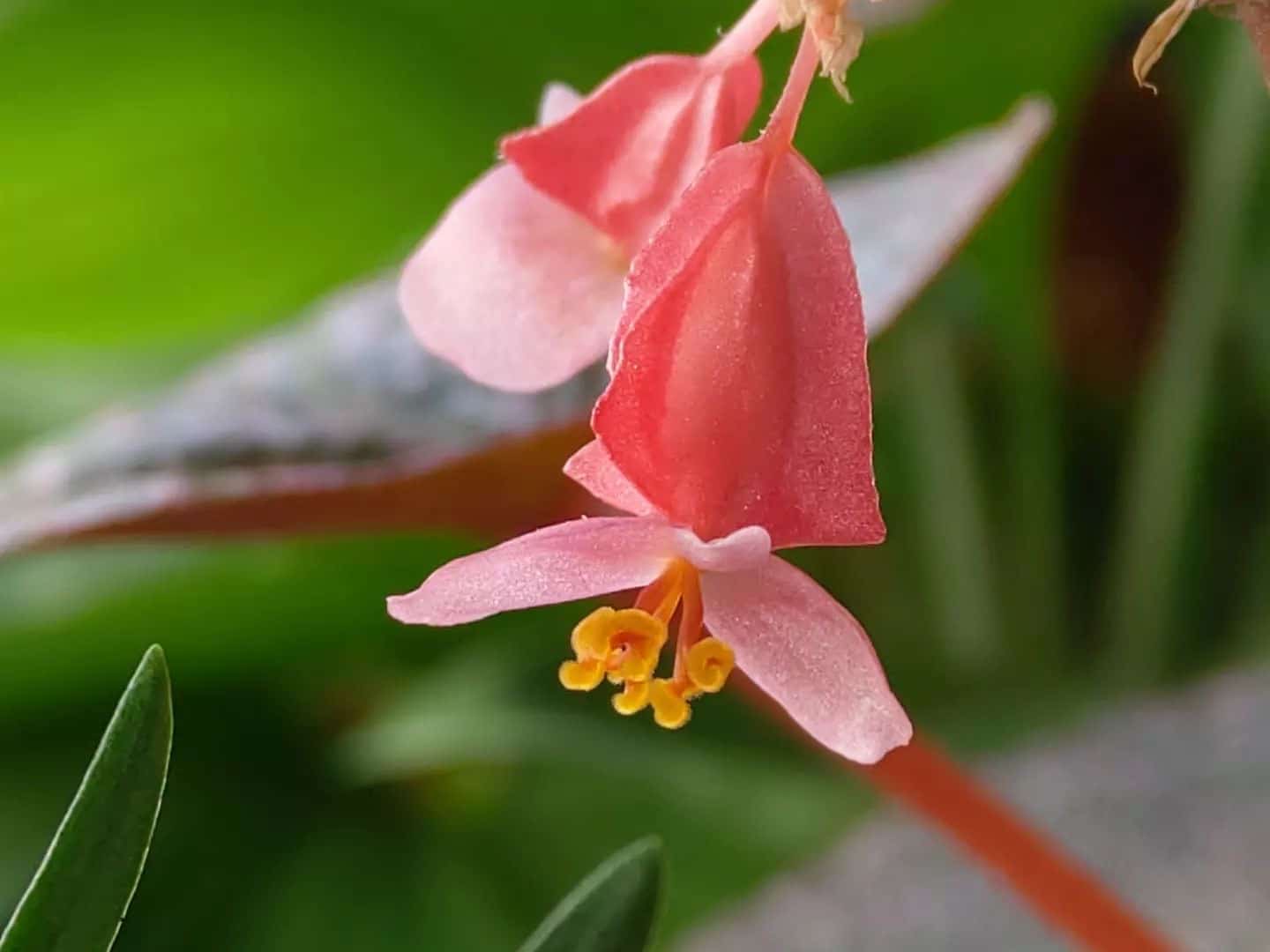 Angel Wing Begonia Plant Care & How to Grow Plantcarefully