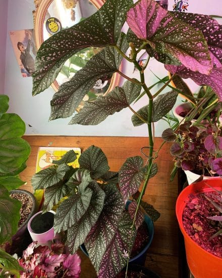 Angel Wing Begonia Plant Care How to Grow Plantcarefully