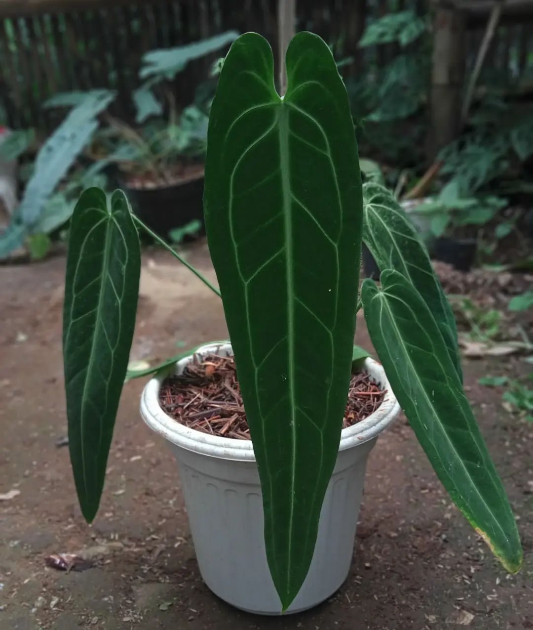 Anthurium Plants Care and Growing Tips! Plantcarefully