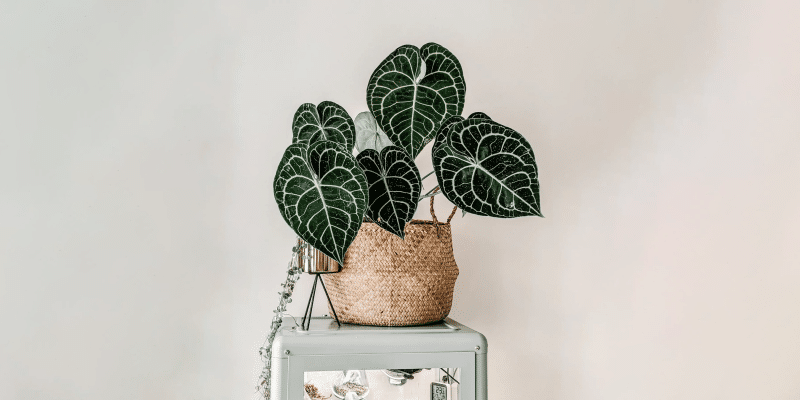 anthurium-featured