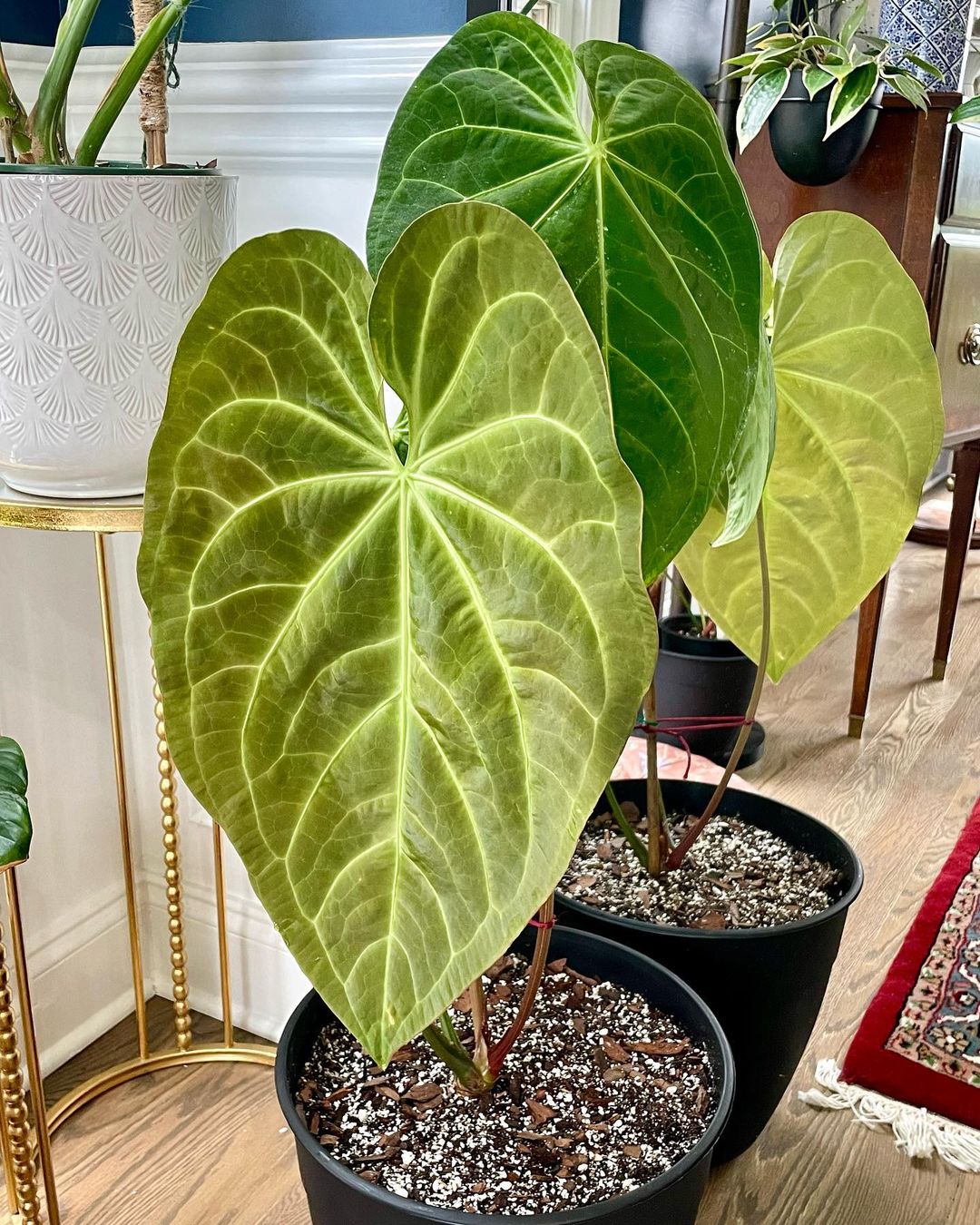 Anthurium Magnificum Care and Growing Guide Plantcarefully