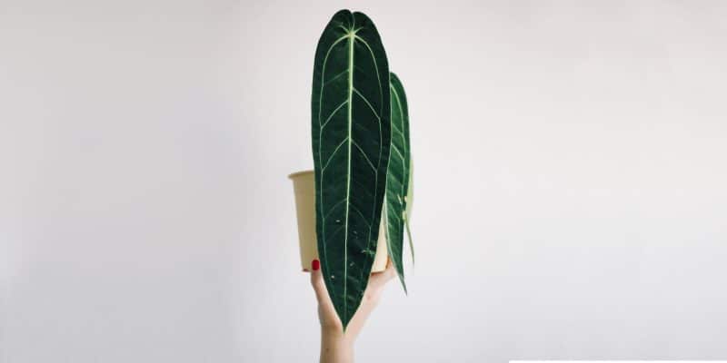 anthurium-warocqueanum-featured