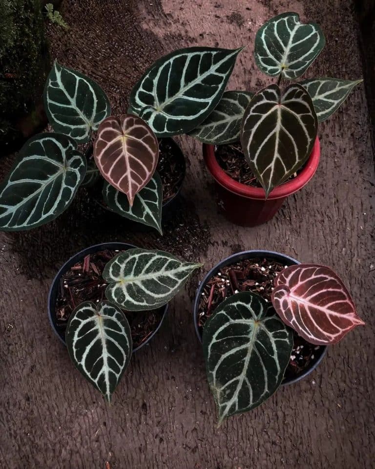 Anthurium Crystallinum Plant Care & How to Grow Plantcarefully