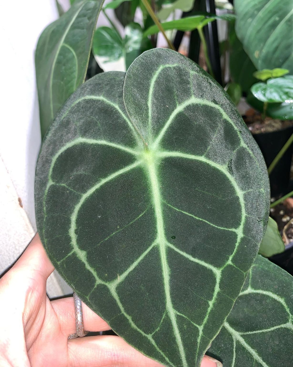 Anthurium Crystallinum Plant Care & How to Grow Plantcarefully