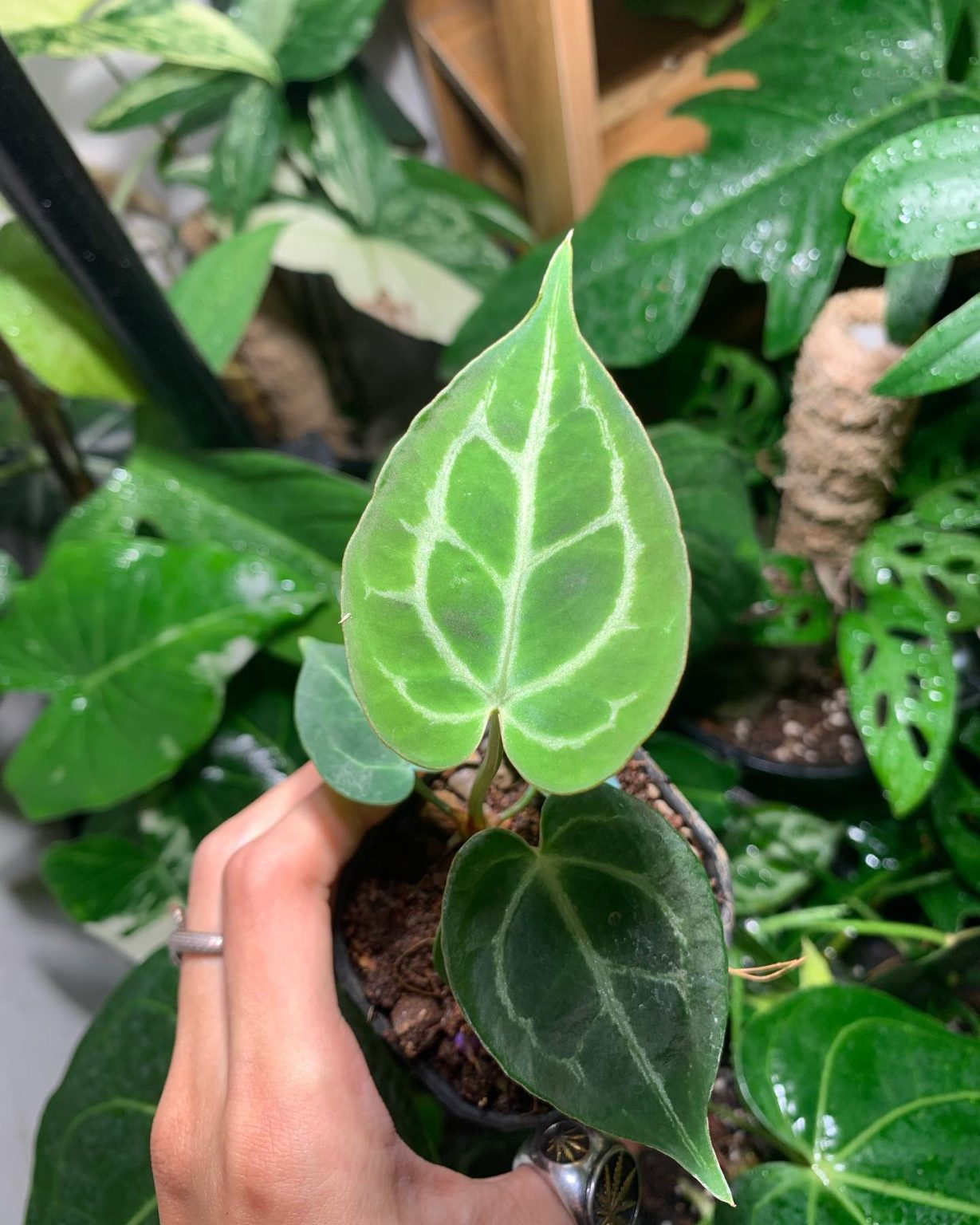 Anthurium Crystallinum Plant Care & How to Grow Plantcarefully