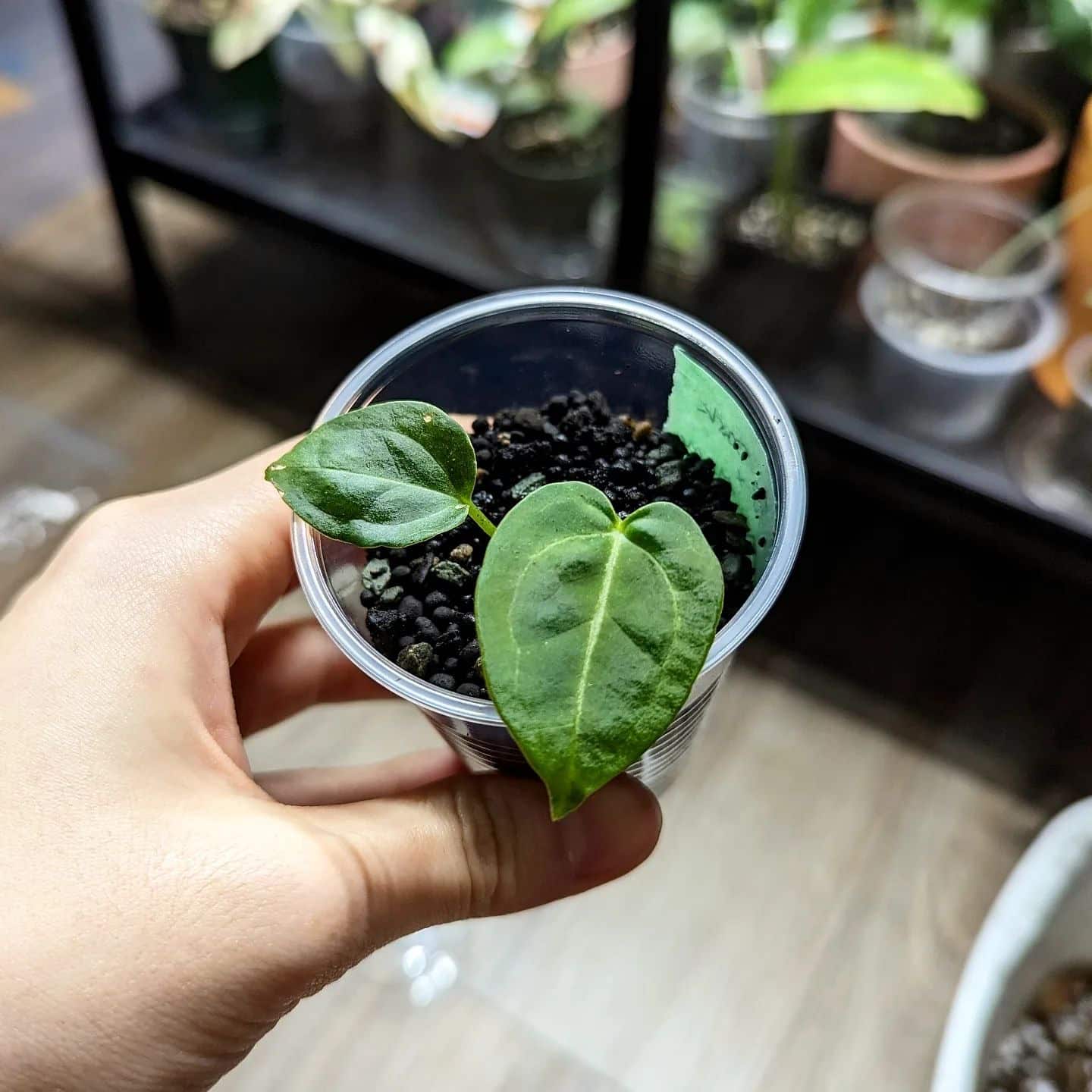 Anthurium Crystallinum Plant Care & How to Grow Plantcarefully