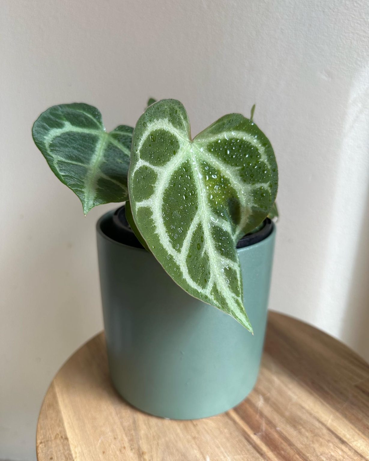 Anthurium Crystallinum Plant Care & How to Grow Plantcarefully