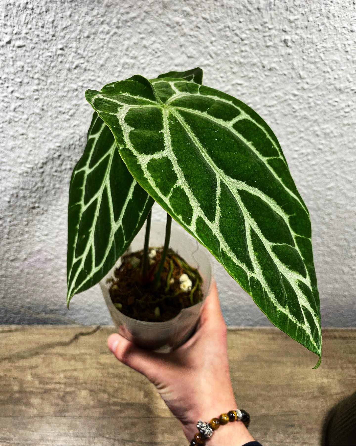 Anthurium Crystallinum Plant Care & How to Grow Plantcarefully