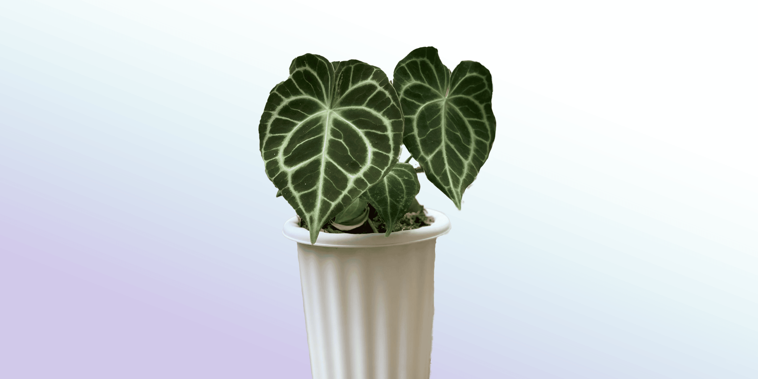 Anthurium Crystallinum Plant Care & How to Grow Plantcarefully