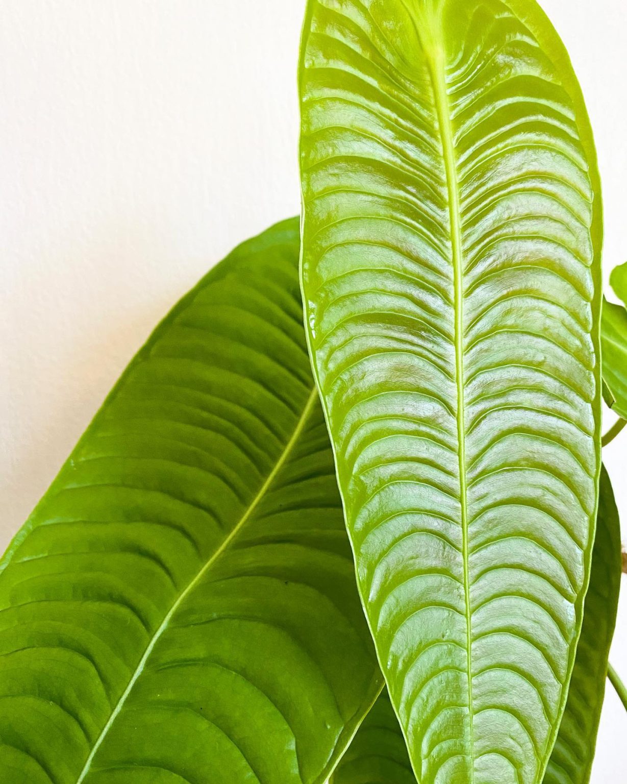 Anthurium Veitchii Plant Care & How to Grow Plantcarefully