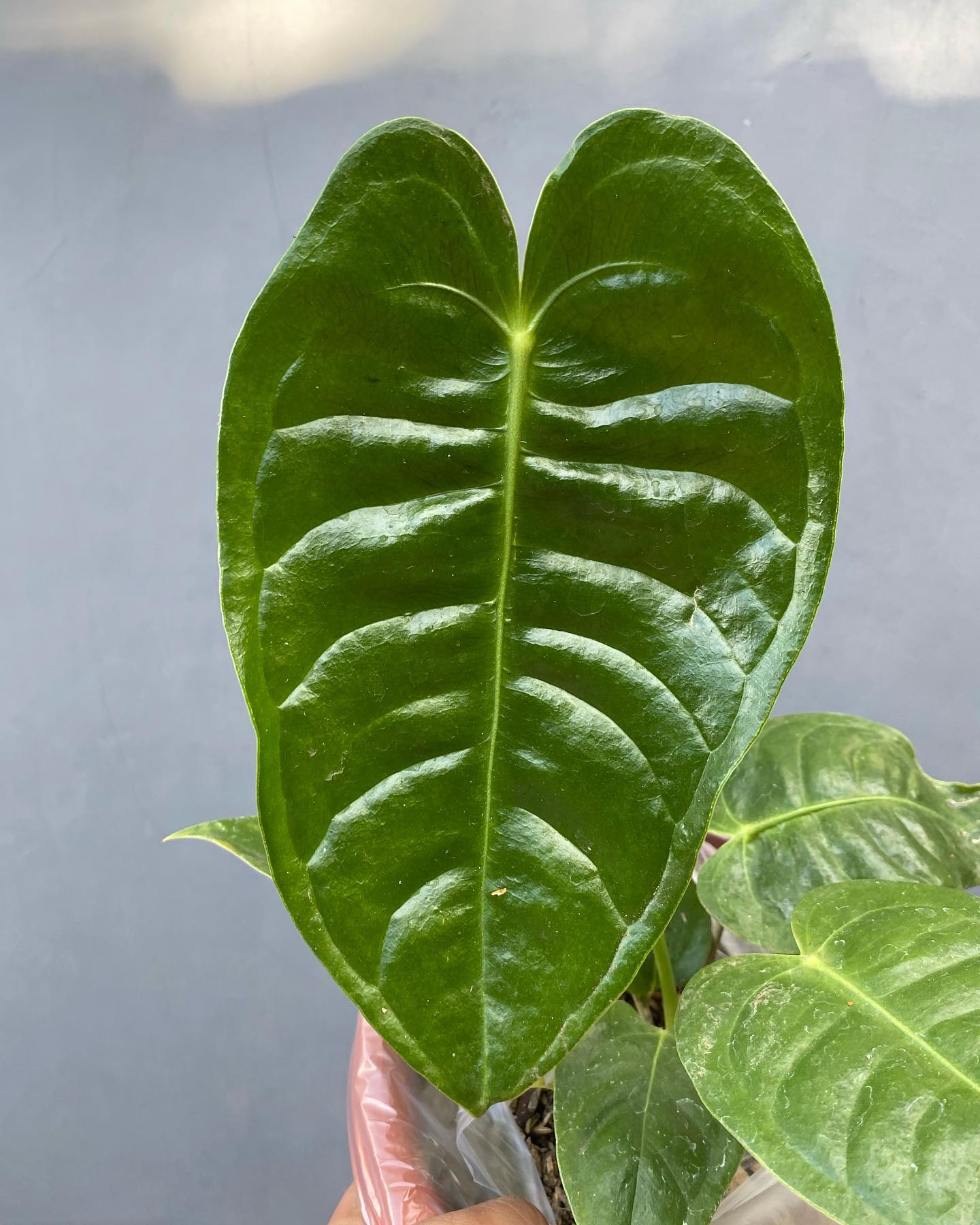 Anthurium Veitchii Plant Care & How to Grow Plantcarefully
