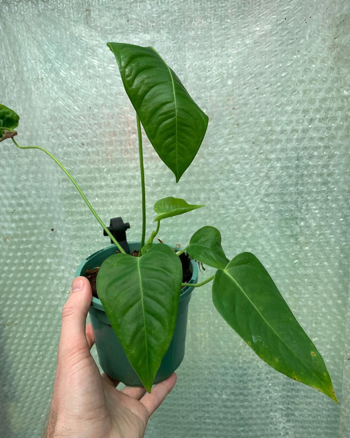 Anthurium Veitchii Plant Care & How to Grow Plantcarefully