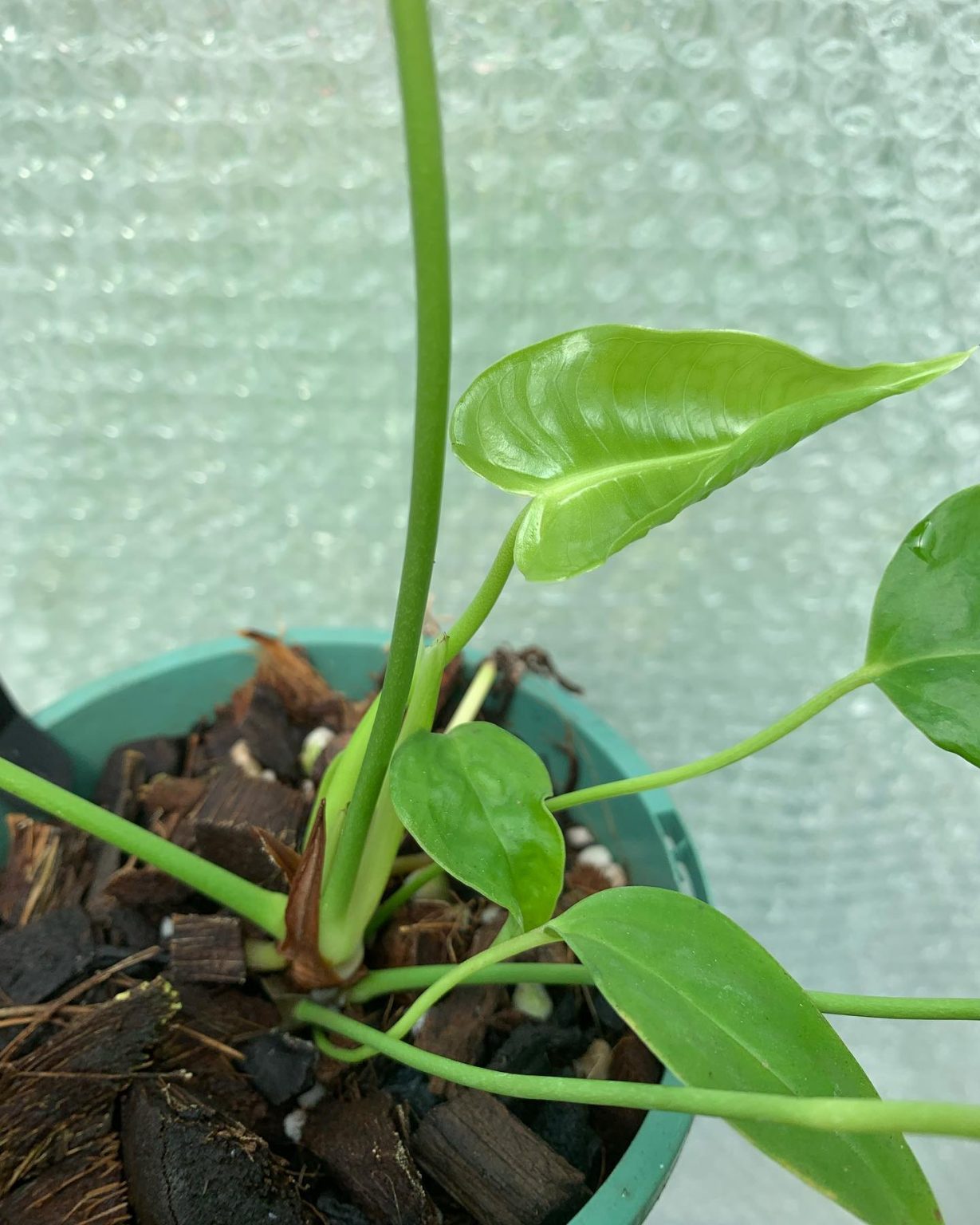 Anthurium Veitchii Plant Care & How to Grow Plantcarefully