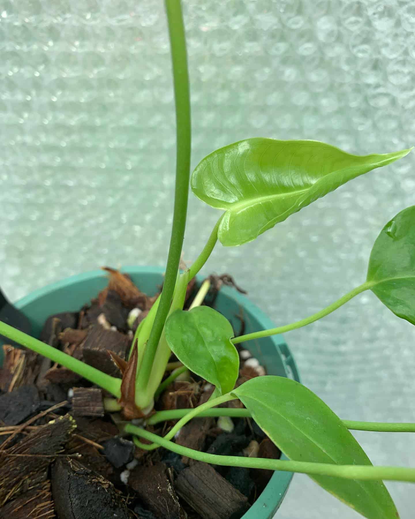 Anthurium Veitchii Plant Care & How to Grow Plantcarefully
