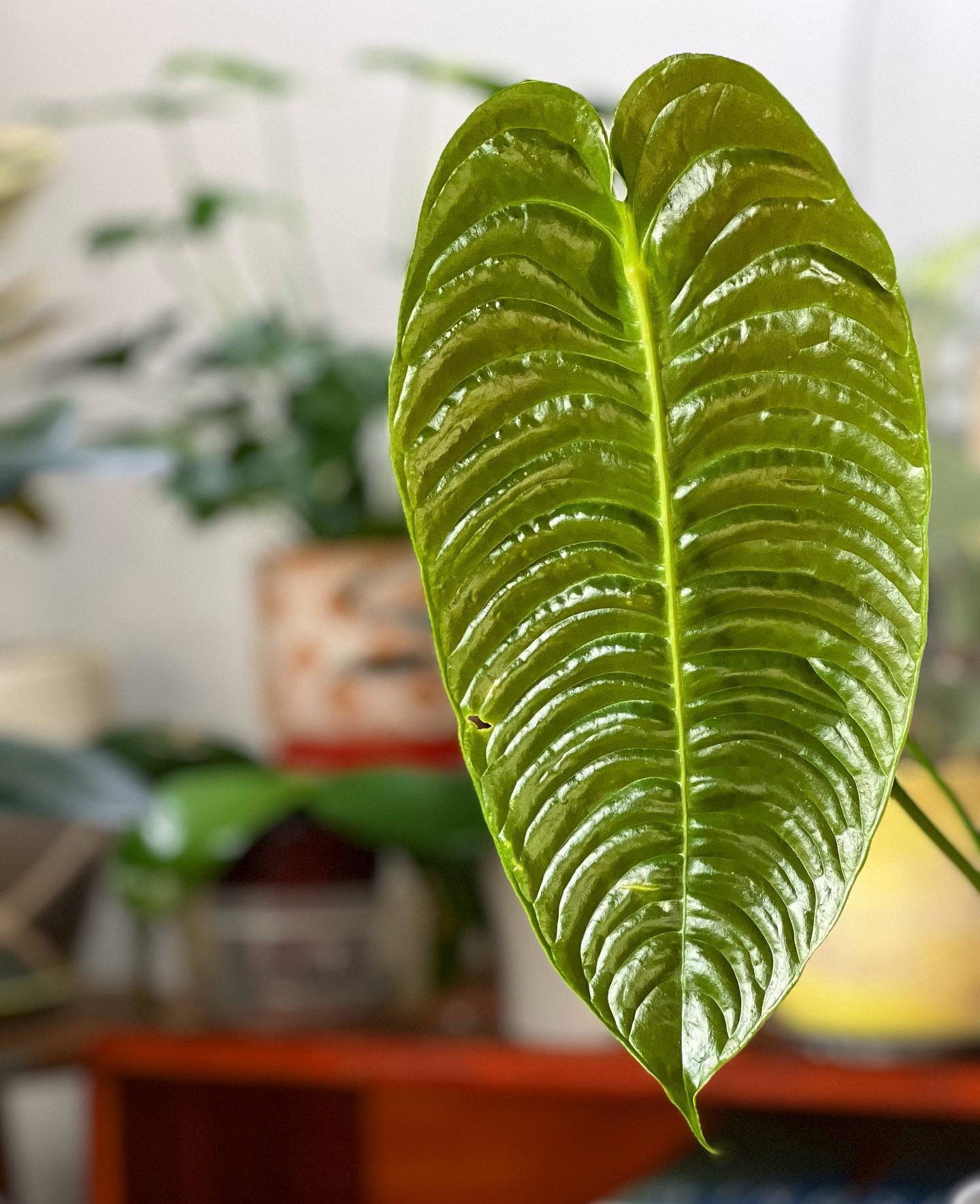 Anthurium Veitchii Plant Care & How to Grow Plantcarefully