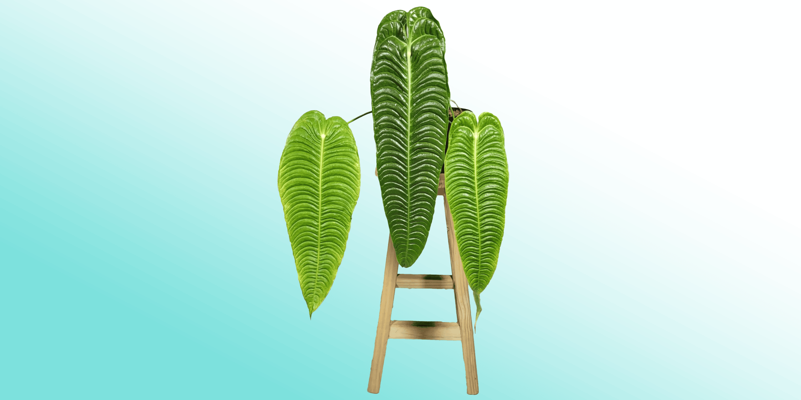 Anthurium Veitchii Plant Care & How to Grow Plantcarefully