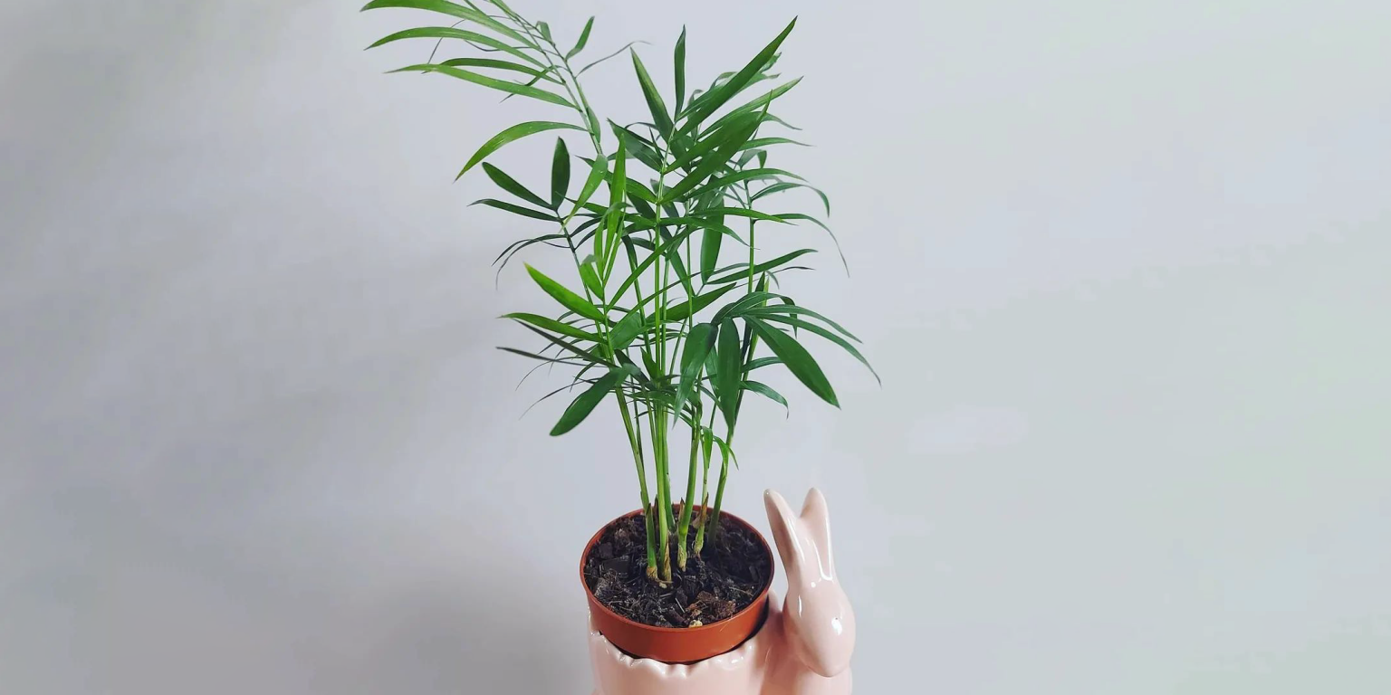 Areca Palm Plant Care and Indoor Growing Guide Plantcarefully