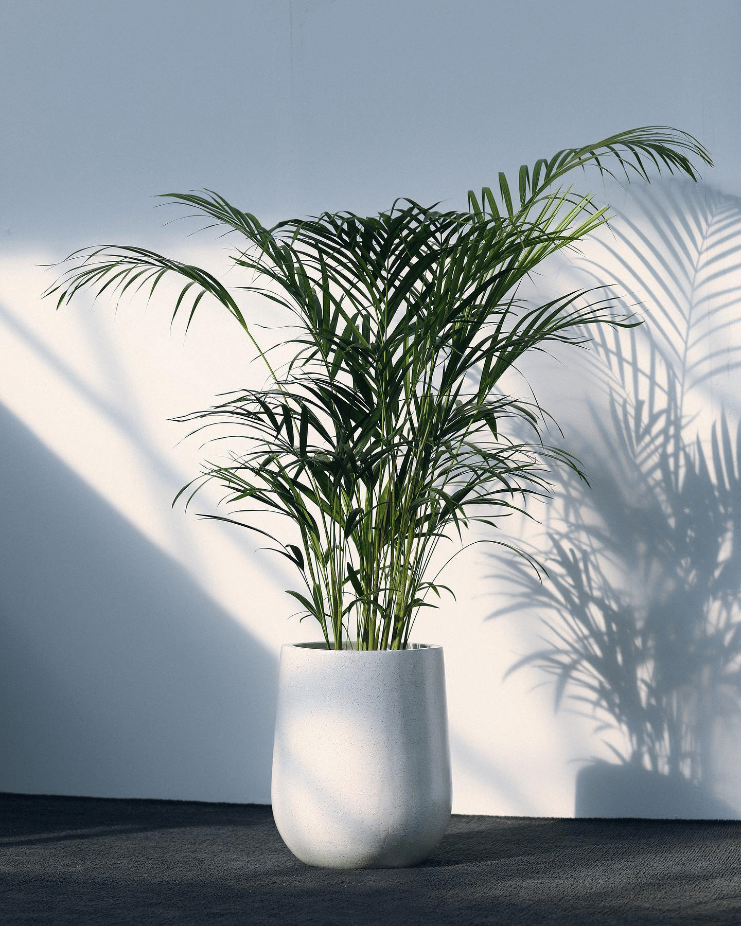 Areca Palm Plant Care and Indoor Growing Guide Plantcarefully
