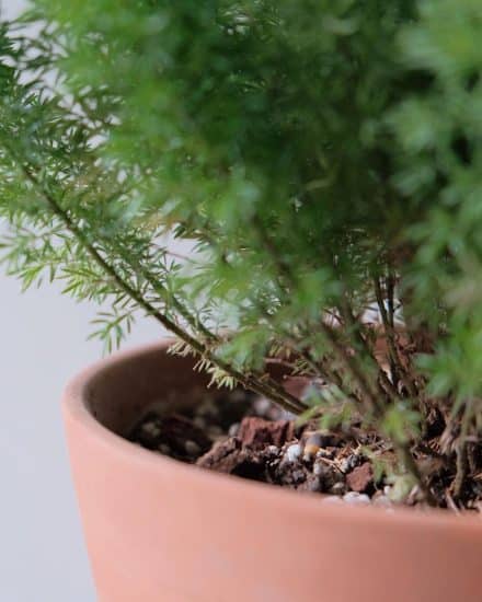 Asparagus Fern: Keeping it Green Since 1988 – Gardening Nirvana