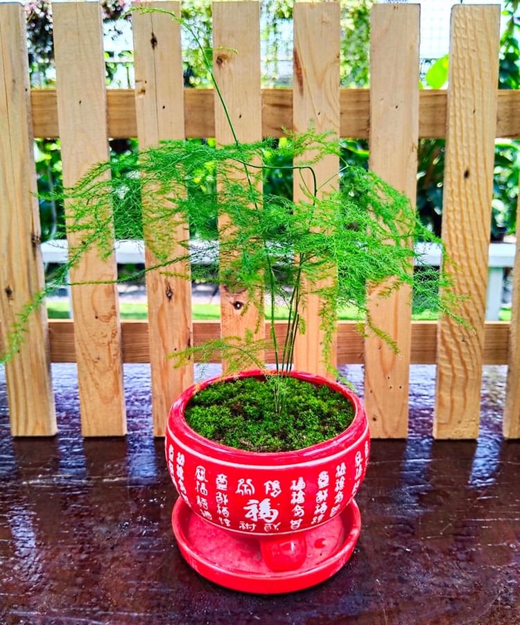 Growing Asparagus Fern Complete Care Guide! Plantcarefully