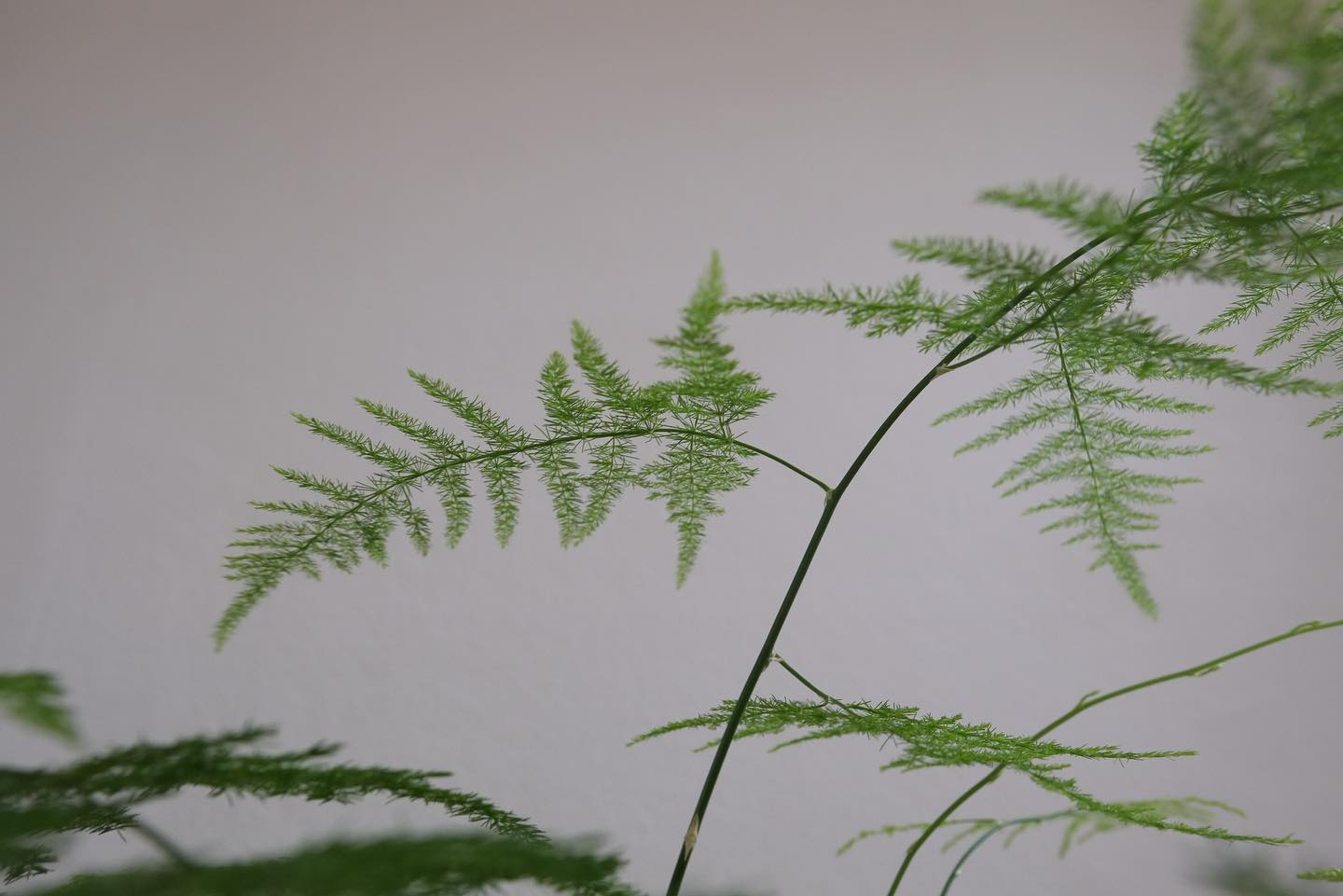 Growing Asparagus Fern Complete Care Guide! Plantcarefully