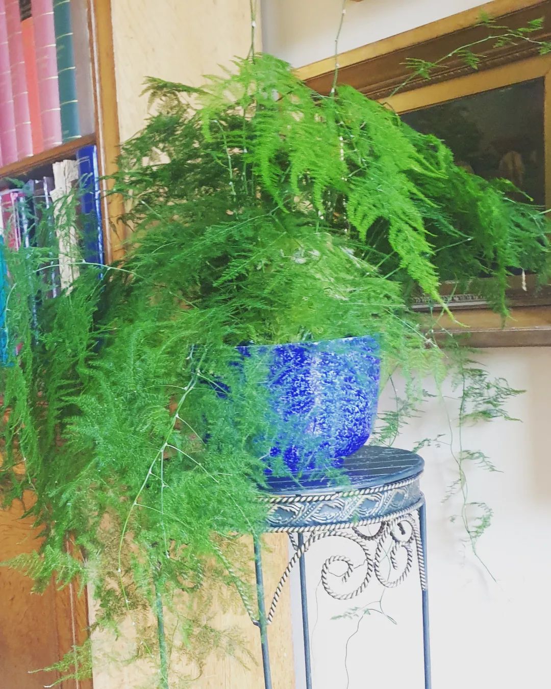 Growing Asparagus Fern Complete Care Guide! Plantcarefully