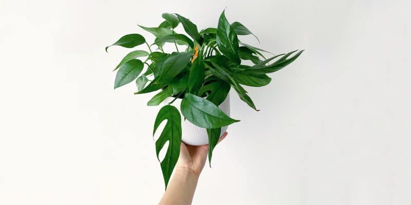 baltic-blue-pothos-featured