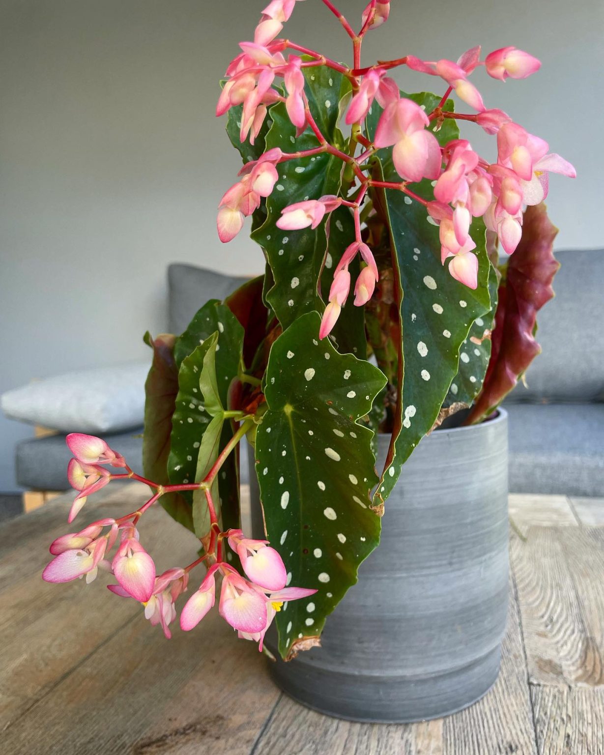 Begonia Care and 11+ Growing Tips! Plantcarefully