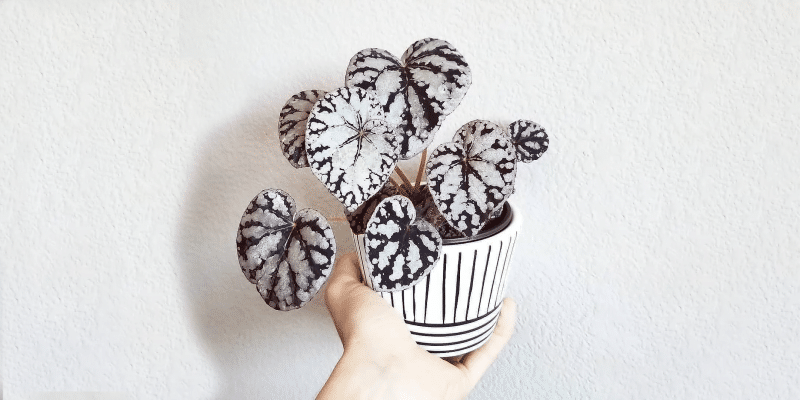 Begonia Care and 11+ Growing Tips! Plantcarefully