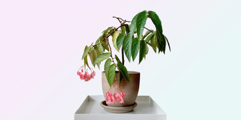 begonia-maculatata-featured