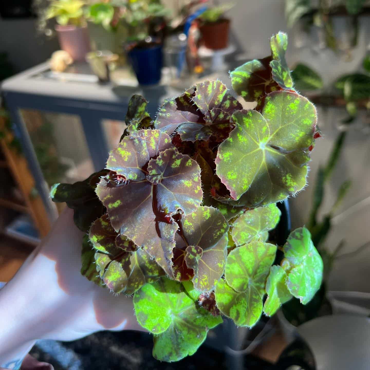 Begonia Care and 11+ Growing Tips! Plantcarefully