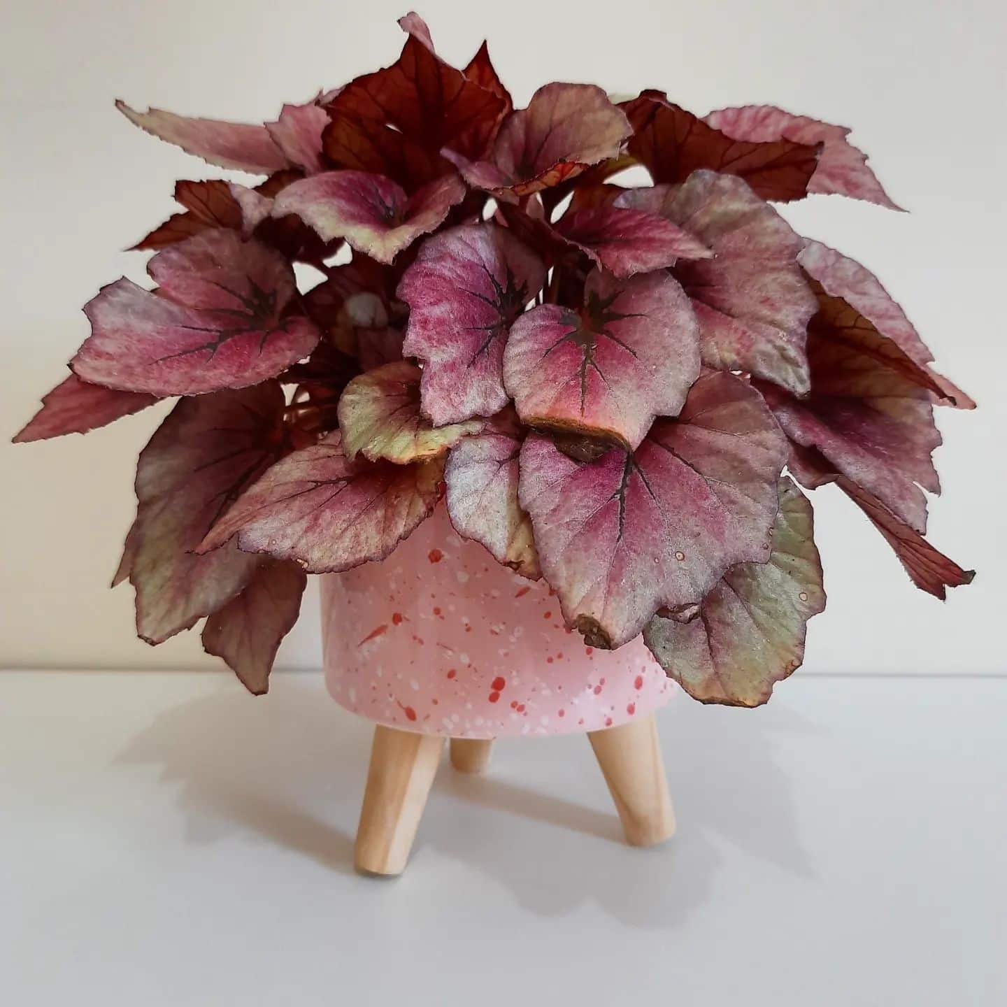 Rex Begonia Plant Care & Growing! Plantcarefully