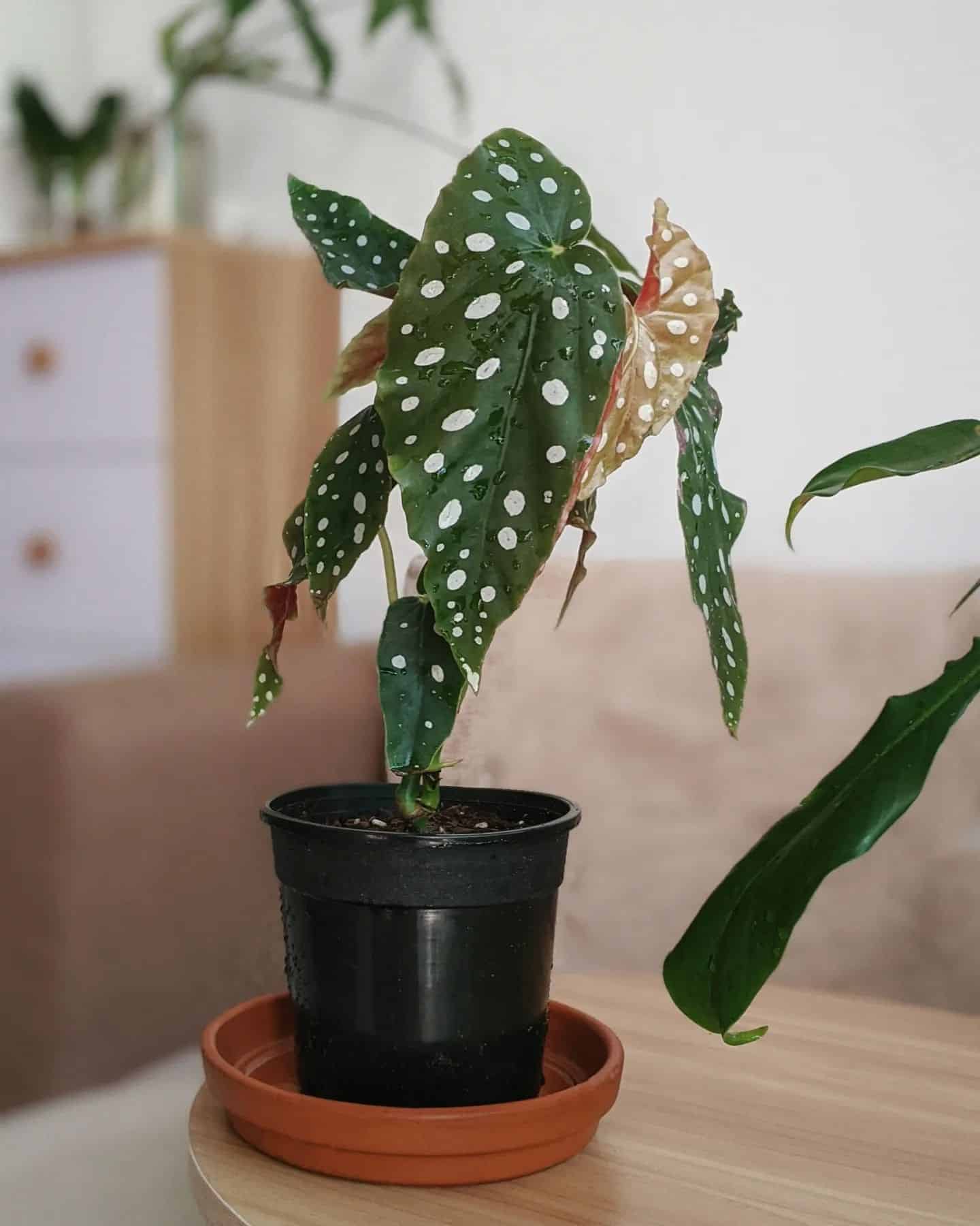 Begonia Maculata Care and 13+ Tips Plantcarefully