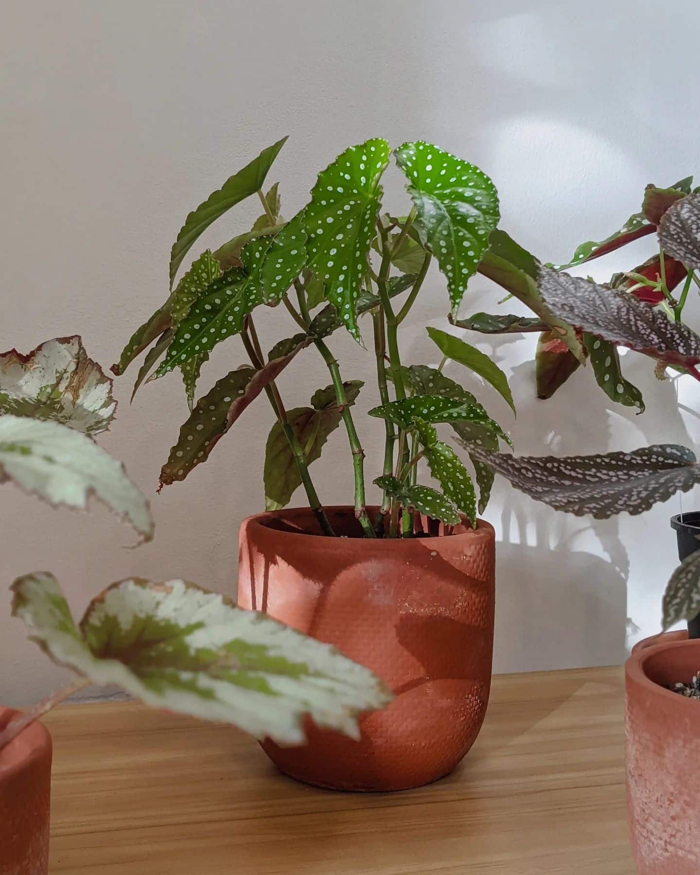 Begonia Maculata Care and 13+ Tips Plantcarefully