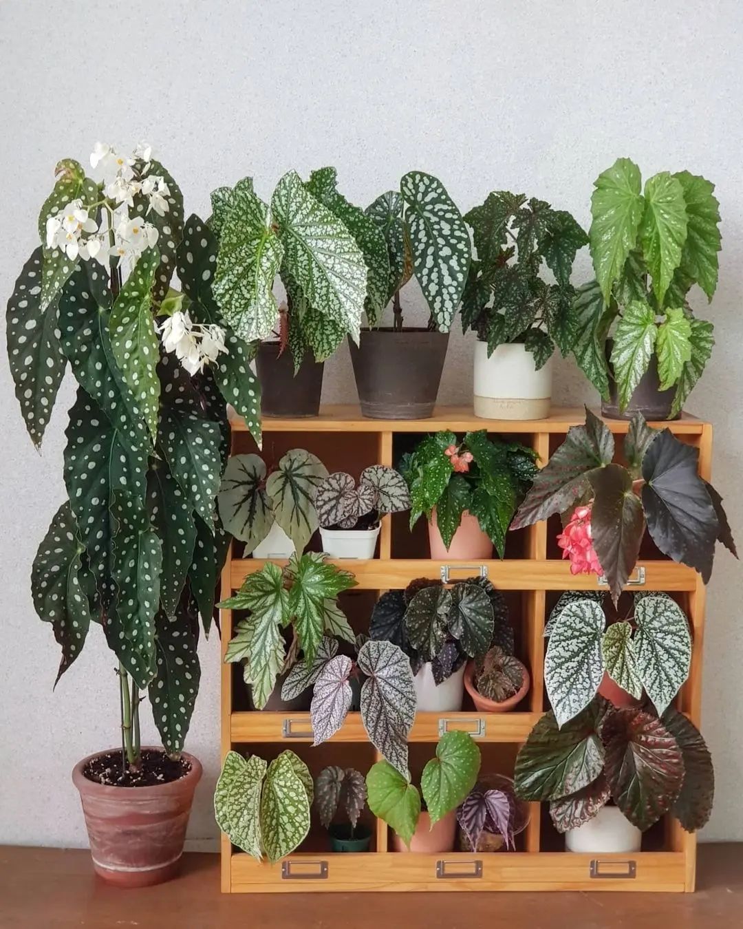 Begonia Care and 11+ Growing Tips! Plantcarefully