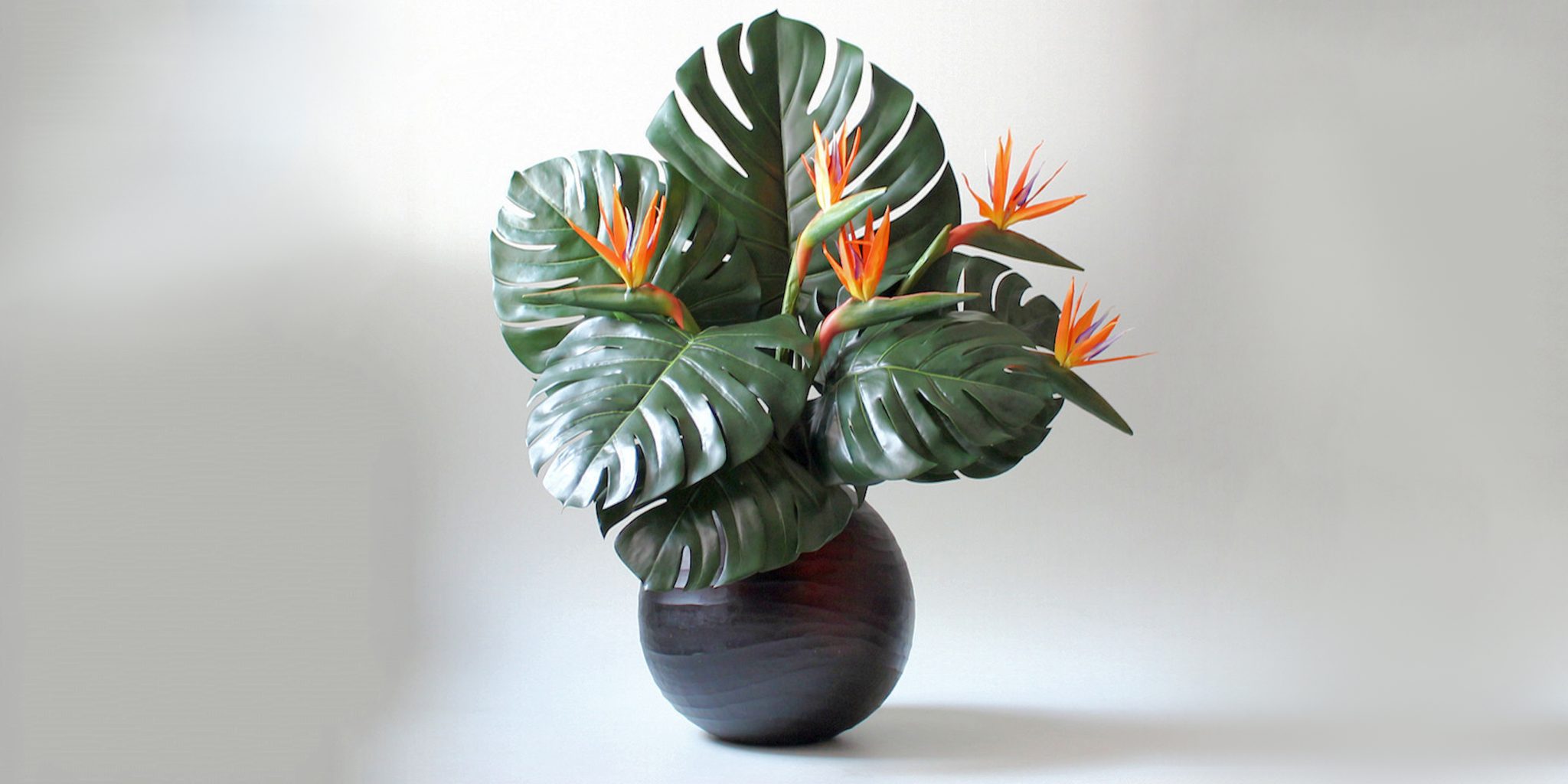 Bird of Paradise Care and Growing Guide Plantcarefully