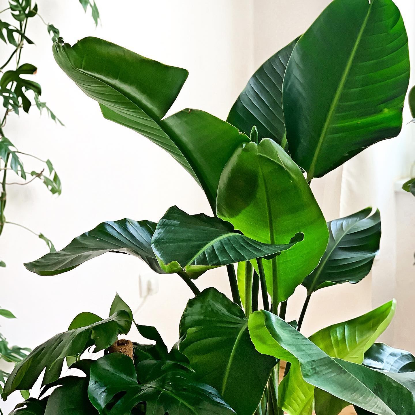 Bird of Paradise Care and Growing Guide Plantcarefully